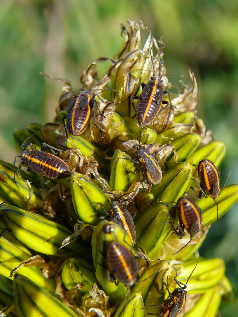 Coleotteri delle Murge